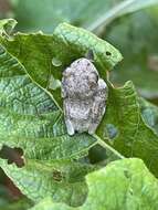 Image of African Foam-nest Treefrog