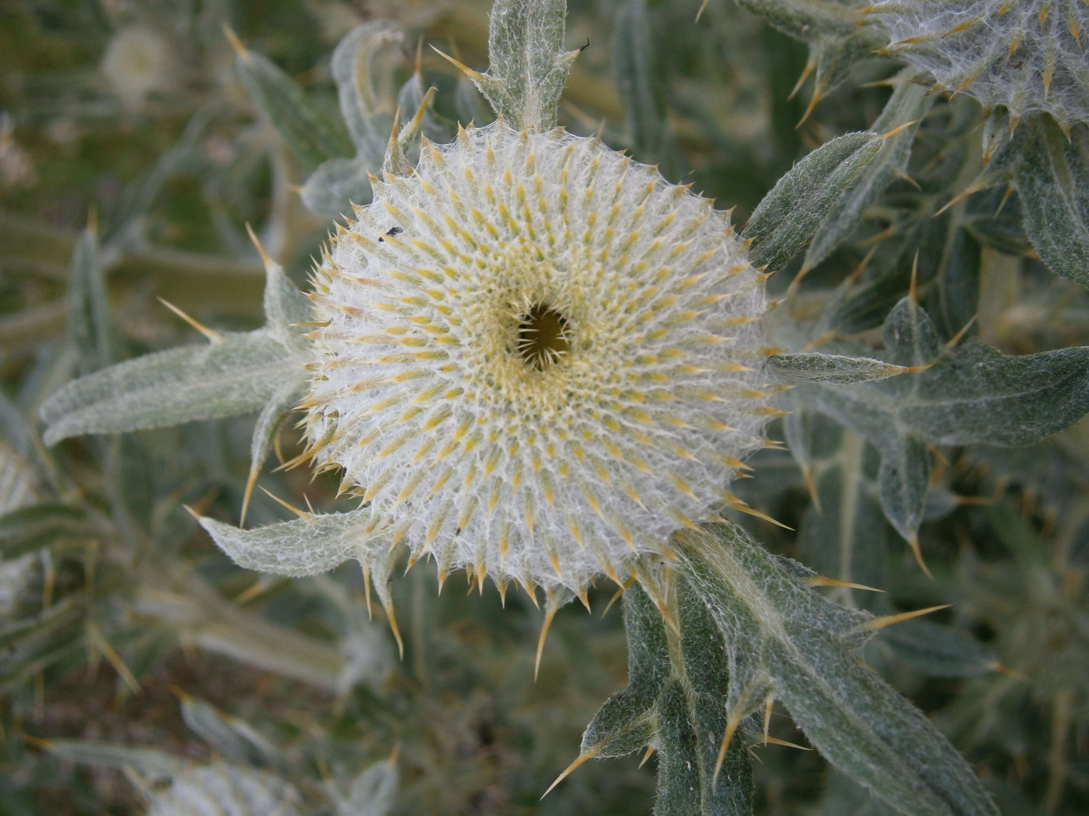 Image of woolly thistle