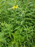 Image of soft agrimony