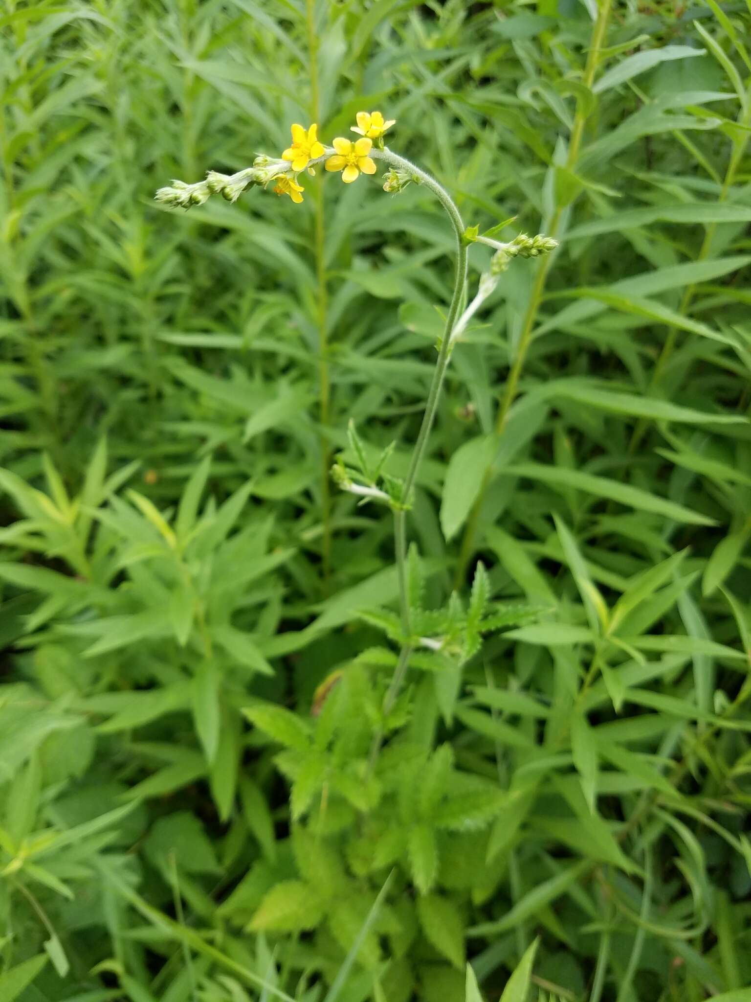 Agrimonia pubescens Wallr. resmi