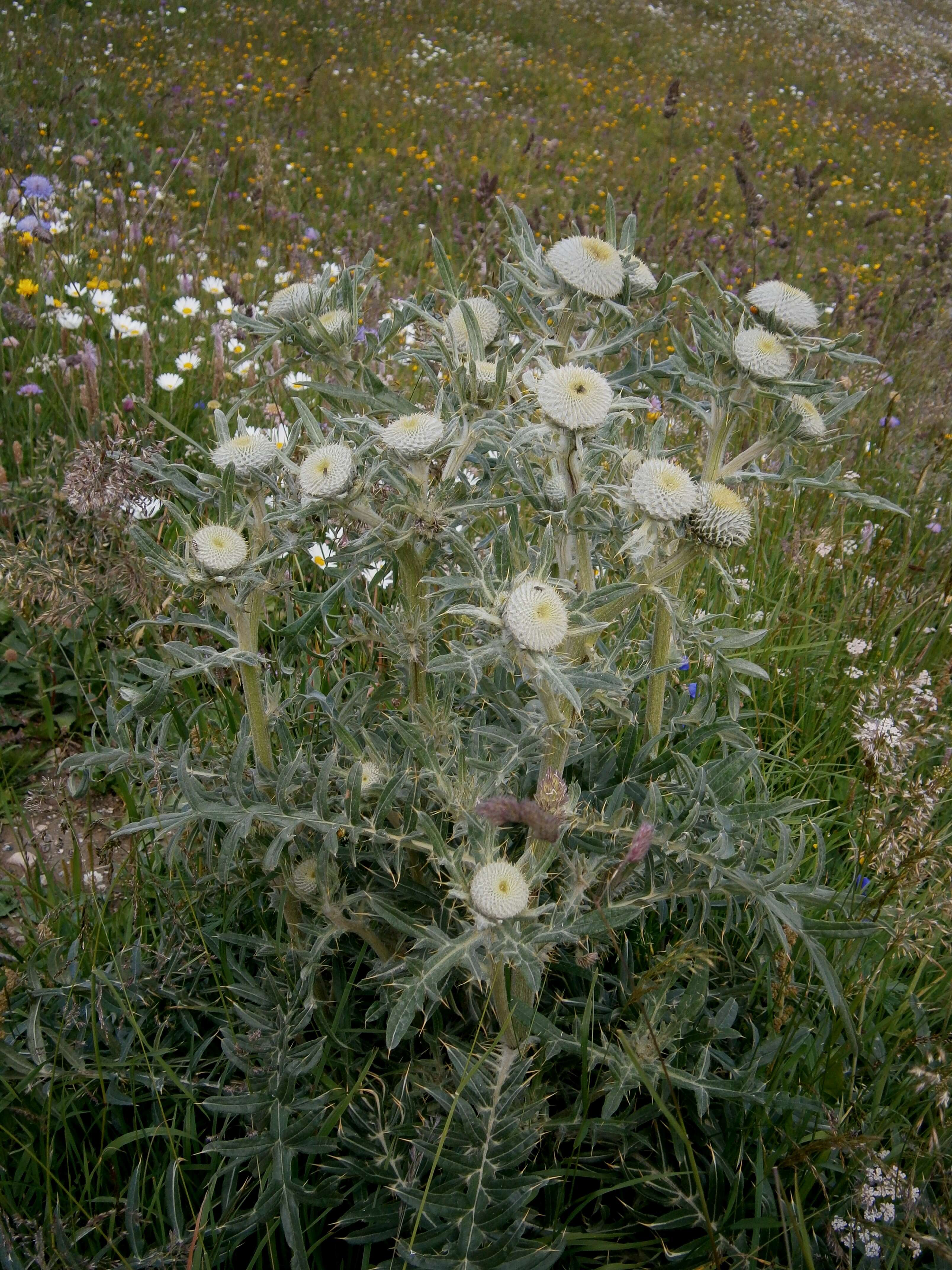 Image of woolly thistle