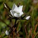 Image of Gentianella cunninghamii subsp. cunninghamii