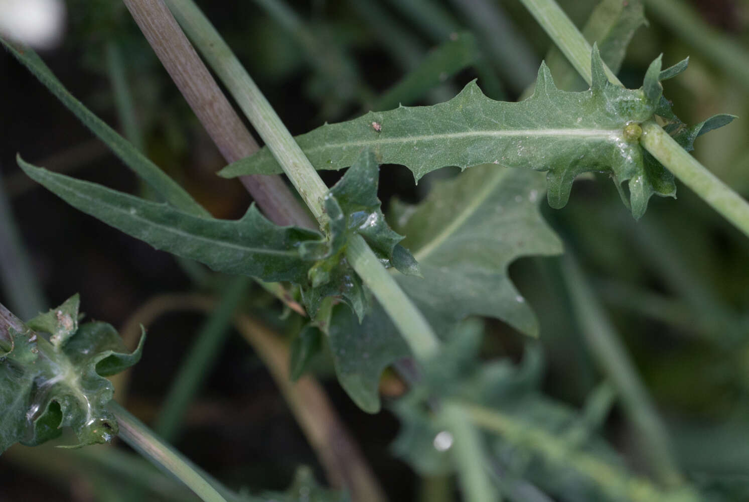 Image of California plumeseed