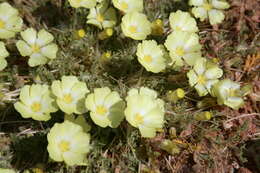 Image of Desert primrose