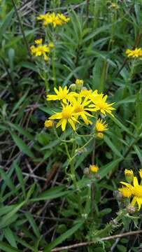 Image of prairie groundsel