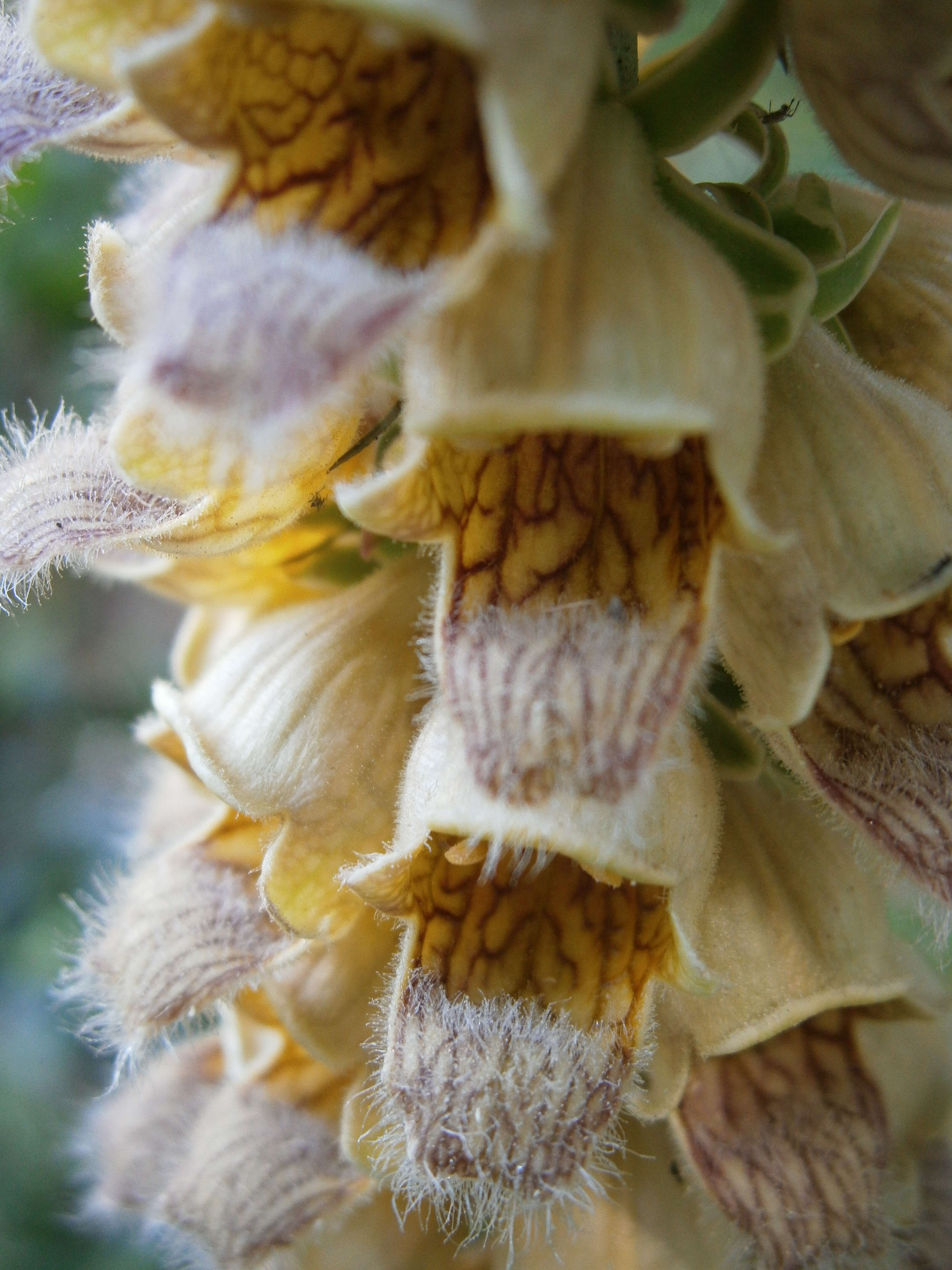 Слика од Digitalis ferruginea L.