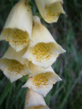 Imagem de Digitalis grandiflora Mill.