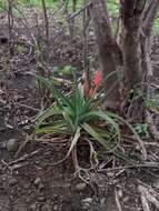 Aloe ambrensis J.-B. Castillon resmi