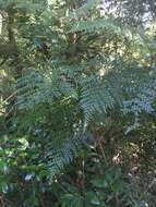 Image of Lomatia ferruginea R. Br.