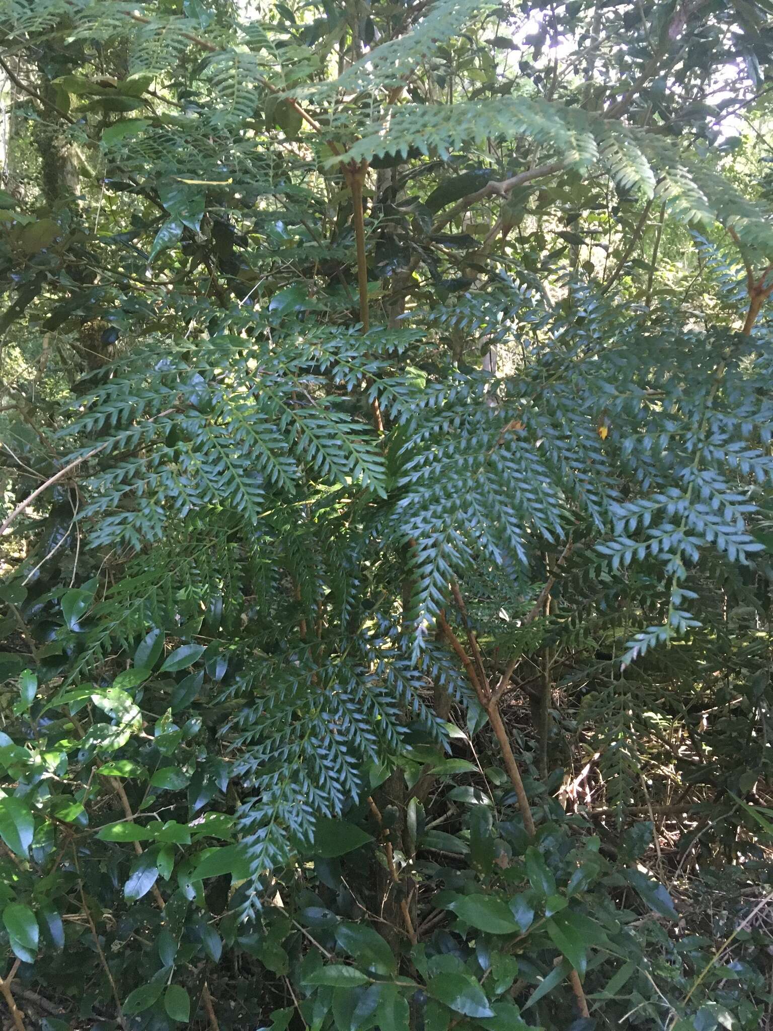 Image of Lomatia ferruginea R. Br.