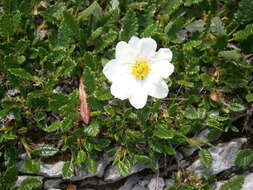 Imagem de Dryas octopetala L.