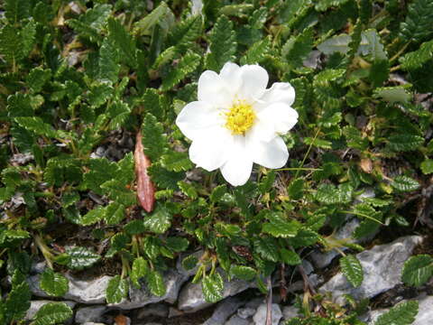 Imagem de Dryas octopetala L.