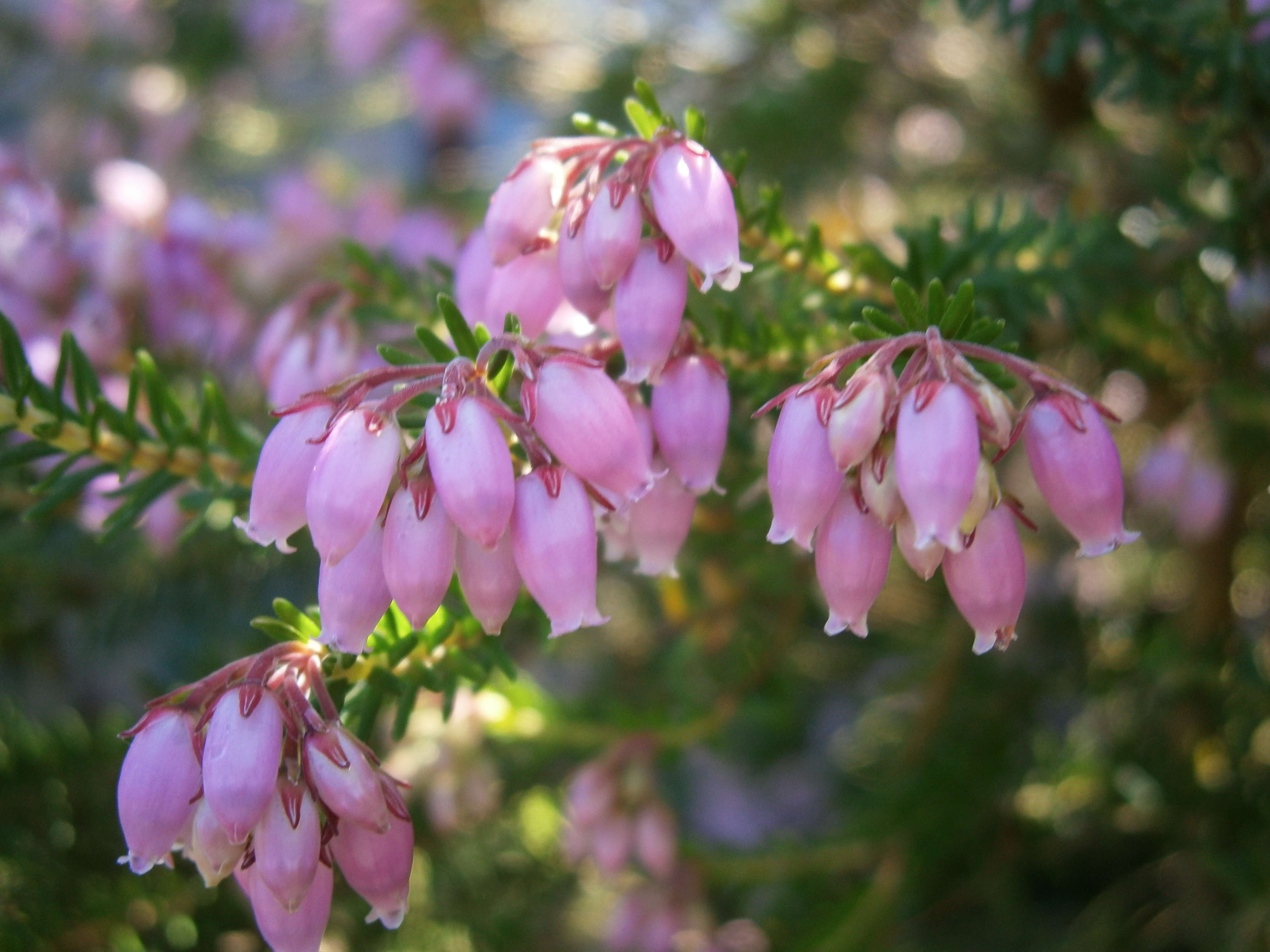 Image of Erica terminalis Salisb.