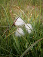 Image of common cottongrass