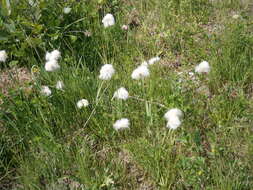 Plancia ëd Eriophorum scheuchzeri Hoppe