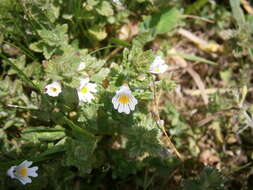 Imagem de Euphrasia officinalis subsp. officinalis