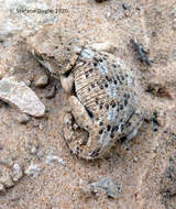 Image of Helmeted gecko