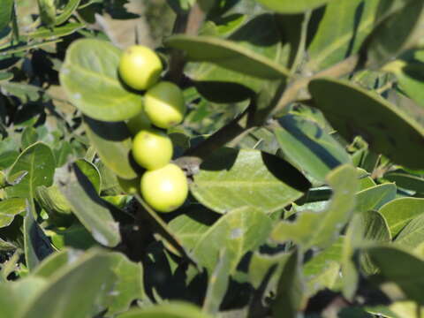 Image of Round-leaved Poison-bush