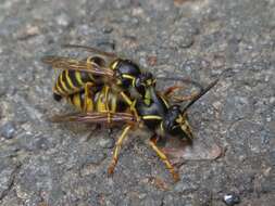 Image of Common wasp