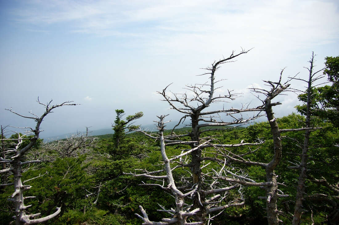 Image of Korean Fir