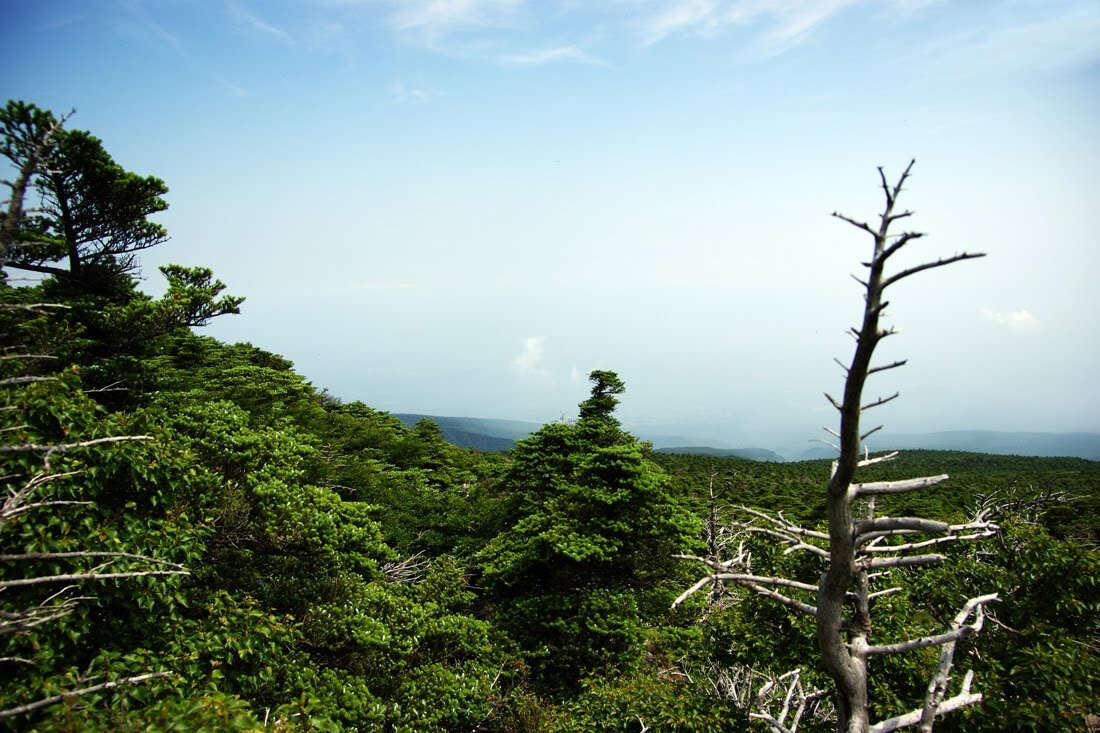 Image of Korean Fir