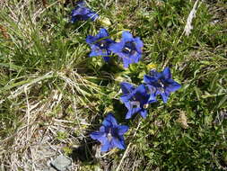 Image of Stemless Gentian