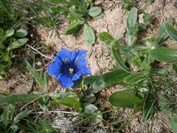 Image of Stemless Gentian