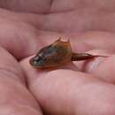 Imagem de Triops australiensis (Spencer & Hall 1896)