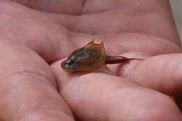 Sivun Triops australiensis (Spencer & Hall 1896) kuva