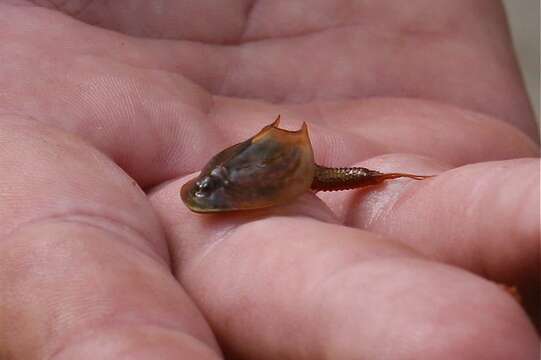 Imagem de Triops australiensis (Spencer & Hall 1896)