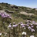 Sivun Euphrasia collina subsp. diversicolor W. R. Barker kuva