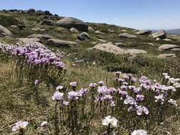 Sivun Euphrasia collina subsp. diversicolor W. R. Barker kuva