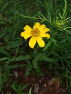 Image of mountain oxeye