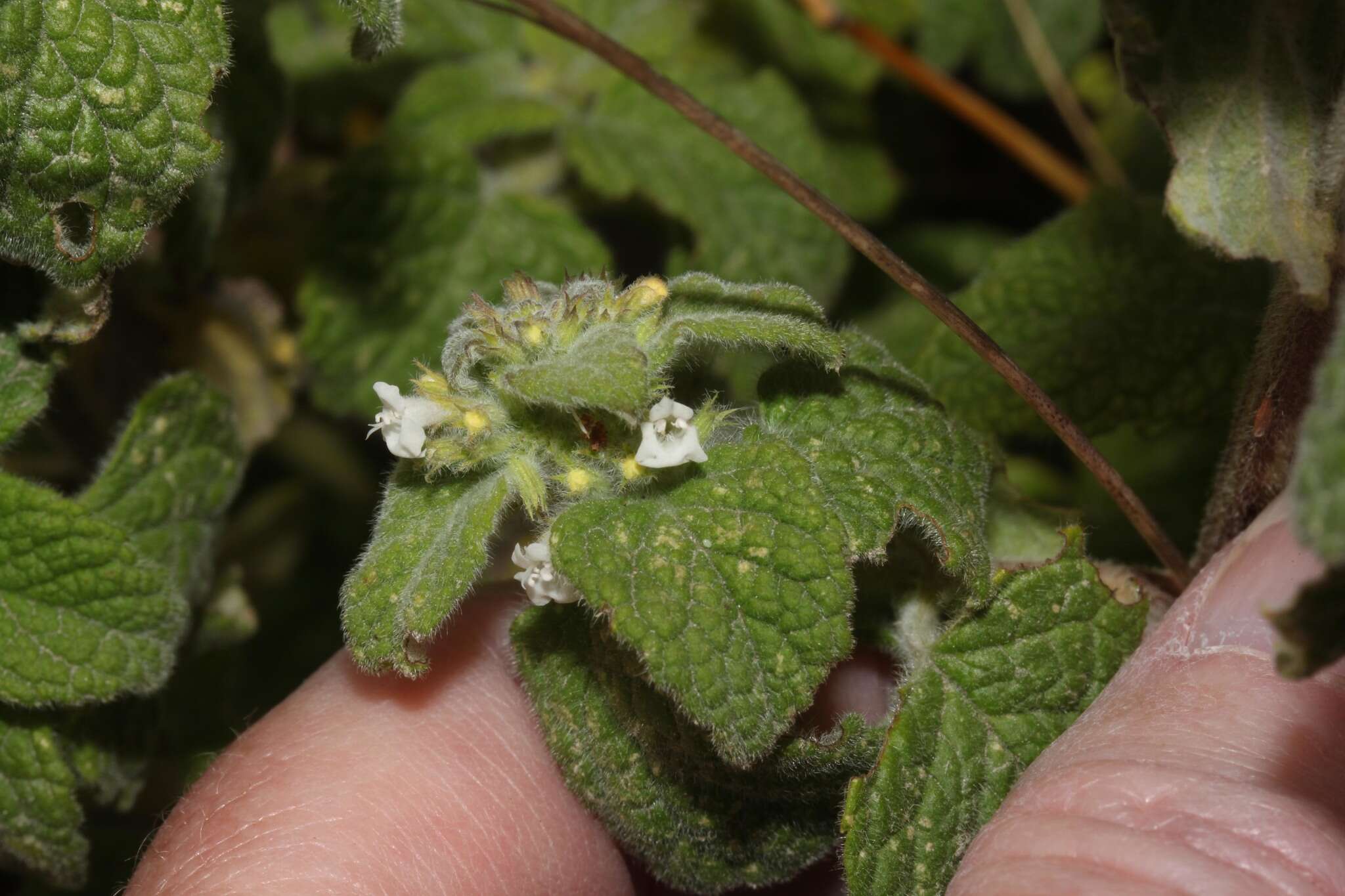 Image of Minthostachys mollis (Benth.) Griseb.