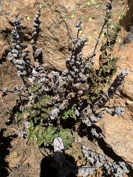 Image of Cheilanthes inaequalis (Kunze) Mett.