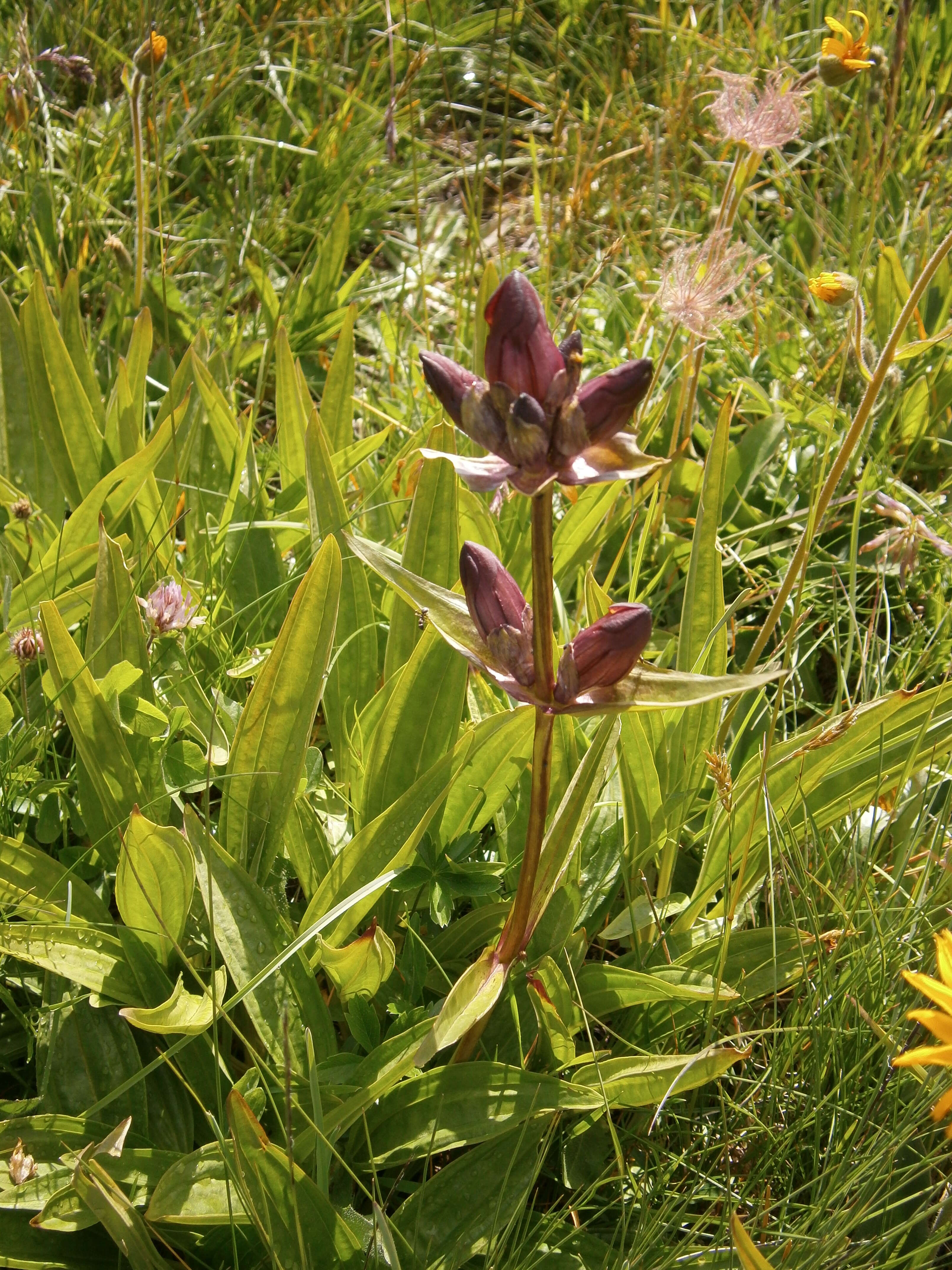 Image of Gentiana purpurea L.