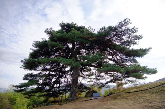 Image of Japanese Red Pine