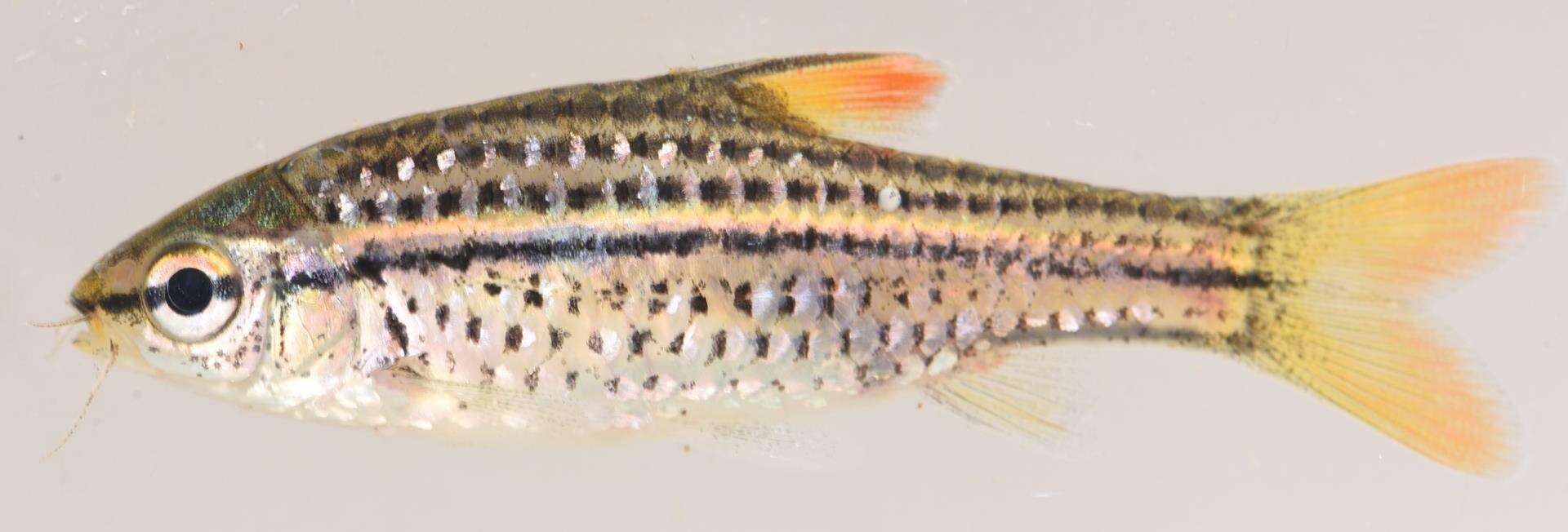 Image of Copperstripe barb