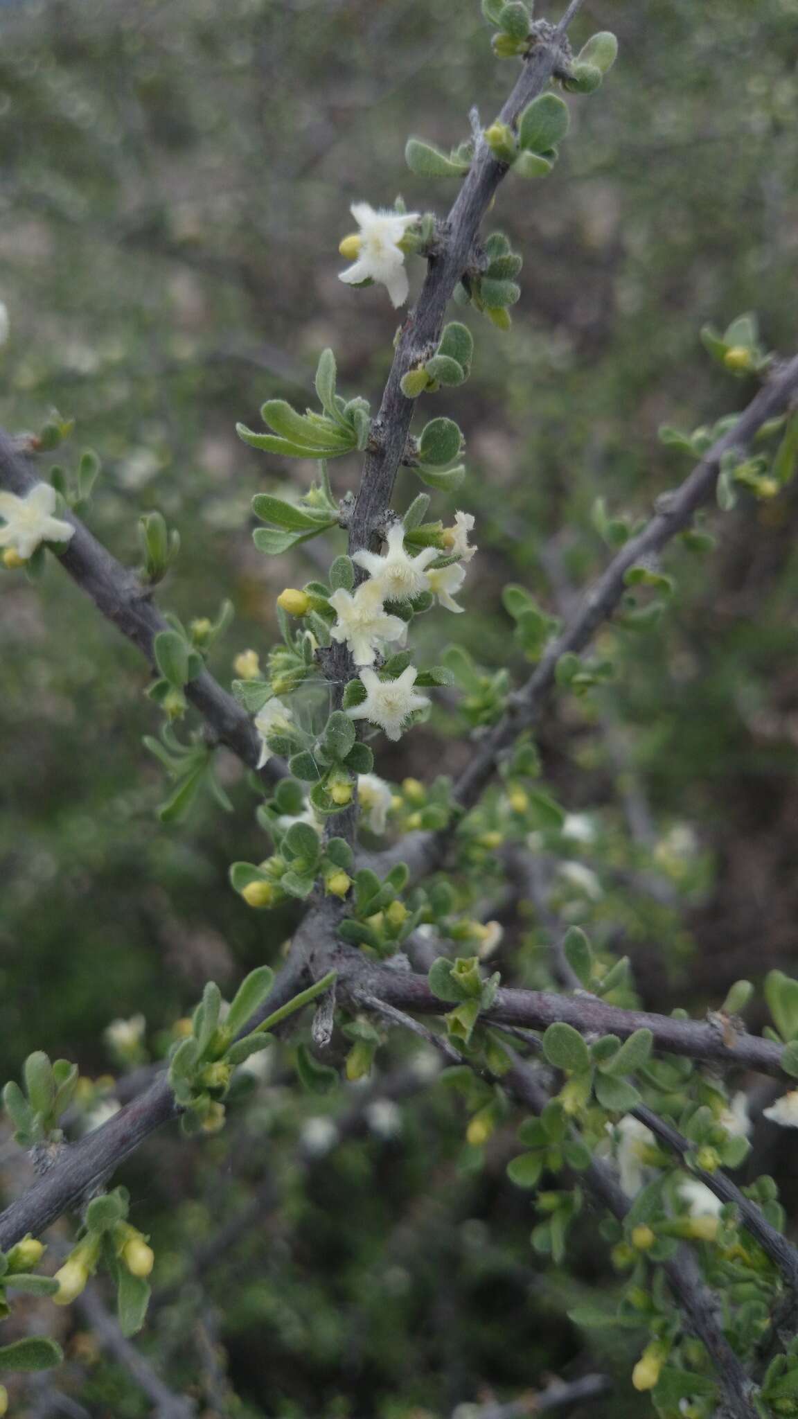 Imagem de Citharexylum brachyanthum (A. Gray ex Hemsl.) A. Gray