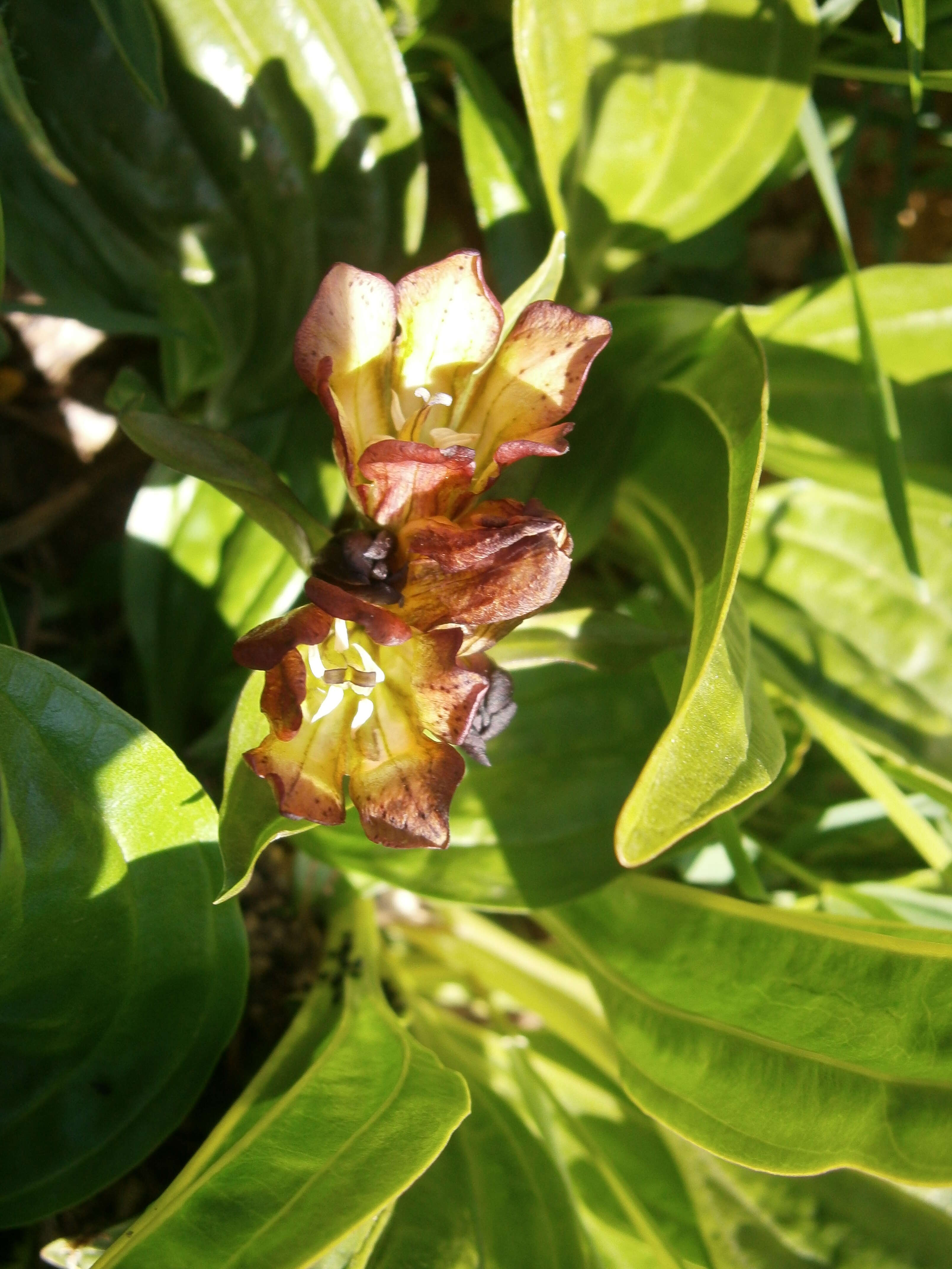 Image of Gentiana purpurea L.