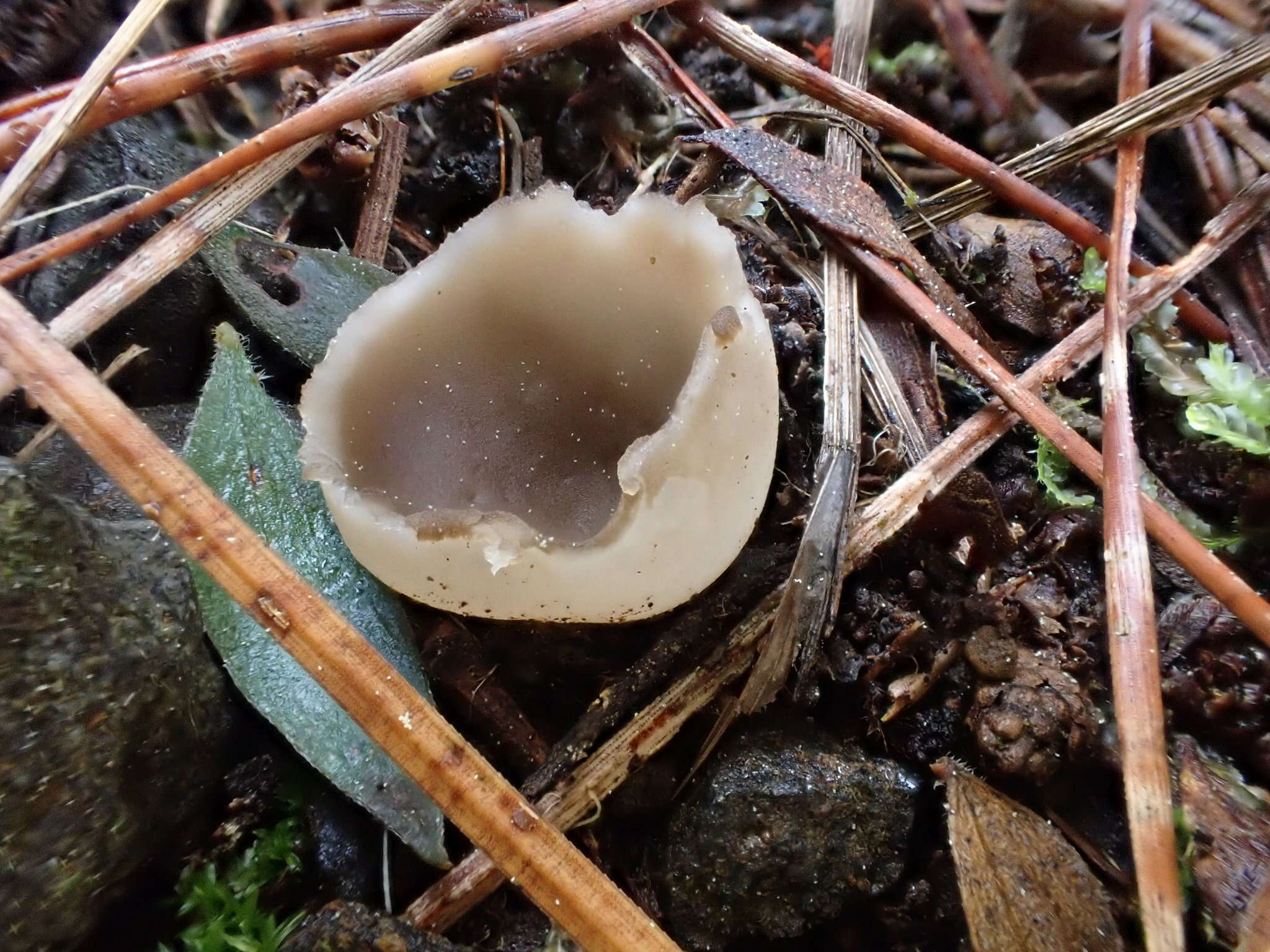 Plancia ëd Helvella costifera Nannf. 1953