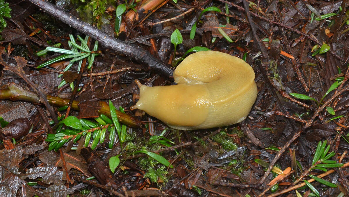 Image of Ariolimacidae Pilsbry & Vanatta 1898