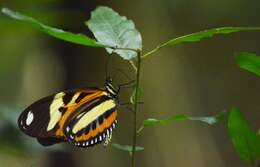 Image of Heliconius ethilla Latreille & Godart 1819