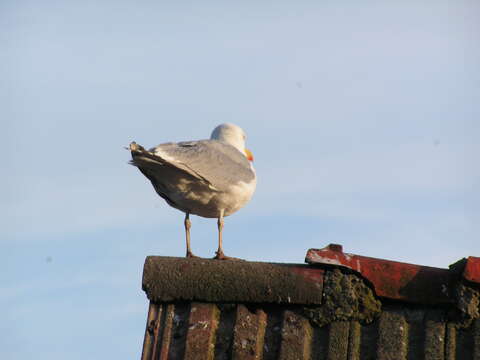 Image of European Herring Gull