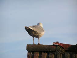 Image of European Herring Gull