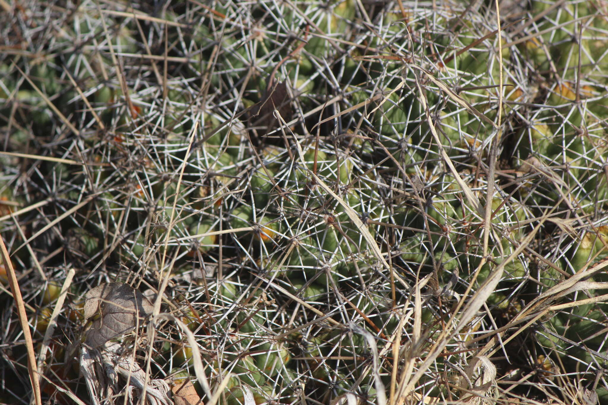 Image of Coryphantha octacantha (DC.) Britton & Rose