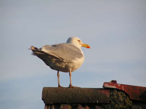 Image of European Herring Gull