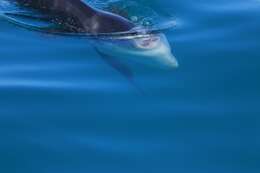 Image of Bumphead sunfish