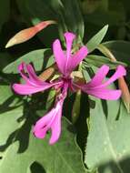 Plancia ëd Clarkia concinna subsp. concinna