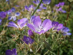 Image of Wood Crane's-bill